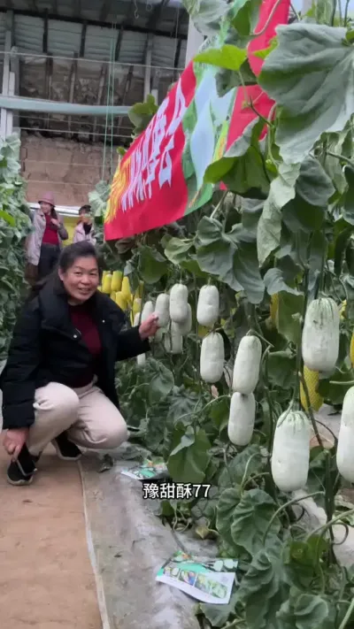 ԥ����77�߲��ͱ�Ƥ�����һ��-2-3������Ʒ�ʸ�������ǿ��#ԥ����77 #����ũ��Ʒ #��Ƥ���