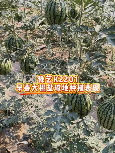 ԥ��K2201����ݪֲ����������Բ�������ȿ���Ƕȸ���Ʒ�ʺ����������������Ժ���