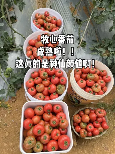 牧心番茄熟啦！这番茄真的是神仙颜值啊！老滋味儿，就是小时候的味道啊！脆甜爆汁#牧心番茄 #好吃的番茄