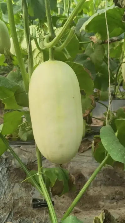 ԥ�������Ƥ�����������Ʒ�֣�����߲��������ù��������̺���ϲ������#�״������#ԥ����� #����ũ��Ʒ #������ũ #ԭ����Ƶ