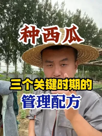 种西瓜三个关键时期的管理配方 #西瓜种植 #农业种植 #种植小技巧 #传播农业小知识 #分享农业知识帮农民增产增收
