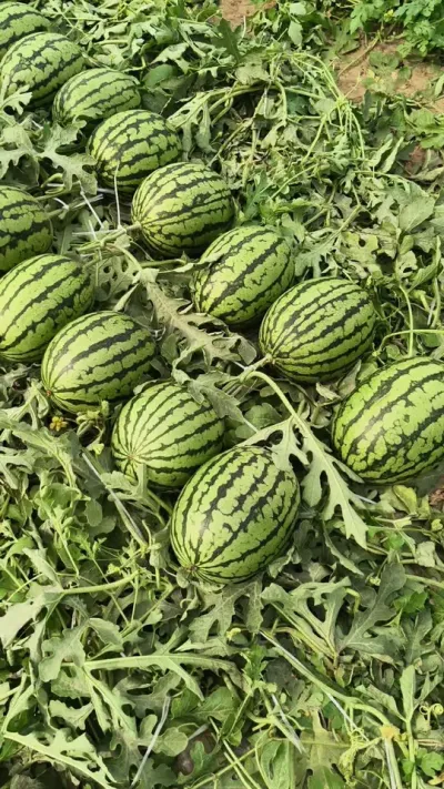 ԥ�ղʺ�˺�����2026�����������#�ʺ�˺� #ԥ������ #��������