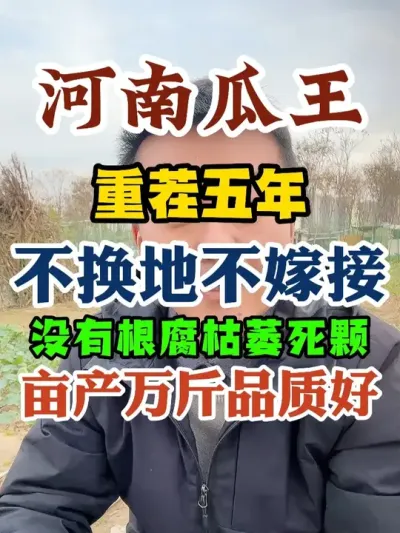 连续五年重茬种西瓜没有根腐死颗黄叶枯萎亩产量破万斤 #西瓜种植 #农业种植 #种植小技巧 #传播农业小知识