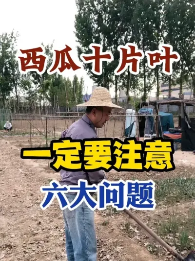 西瓜十片叶一定要注意这六大问题 #西瓜种植 #农业种植 #种植小技巧 #传播农业小知识 #分享农业知识帮农民增产增收