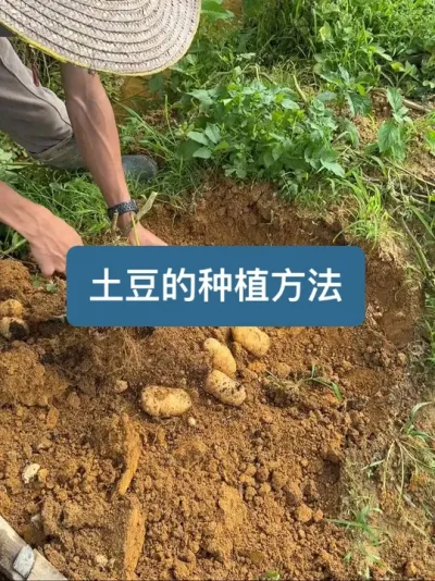 历时三个多月，从种植到收获，土豆的种植方法全过程 #我的乡村生活 #新农人计划2025 #土豆