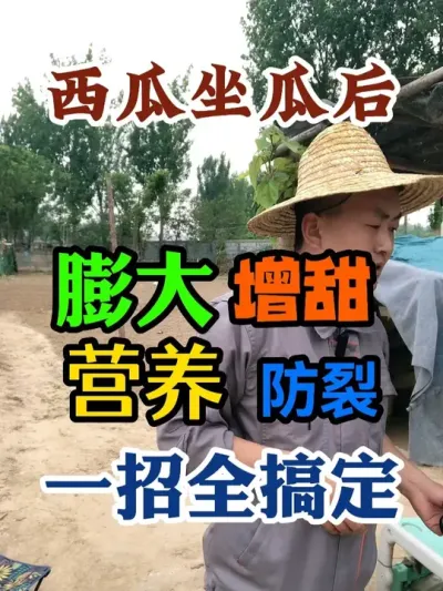 西瓜坐瓜后膨大增甜营养防裂一招全搞定 #西瓜种植 #农业种植 #种植小技巧 #传播农业小知识 #分享农业知识帮农民增产增收