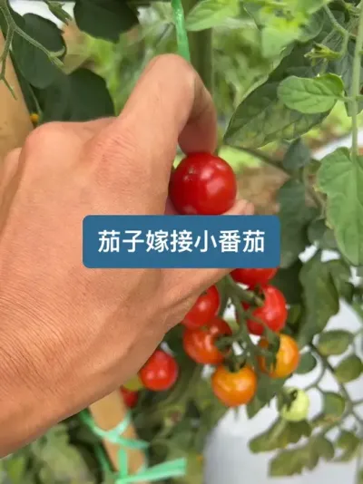 ǰ����¶��ݪֲ��С���Ѷ����������������õ�����Ҫ�� ��ʱһ�ٶ�������ݪֲ���ջ���һ����Ƶ����С���ѵ�ݪֲȫ����#ݪֲС���� #��ũ������2025