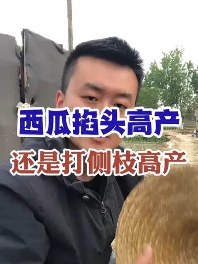 西瓜掐头高产还是打侧枝高产 #西瓜种植 #农业种植 #种植小技巧 #传播农业小知识 #分享农业知识帮农民增产增收