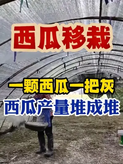 一颗西瓜一把灰西瓜产量堆成堆 #西瓜种植 #西瓜种植技术 #种植小技巧 #传播农业小知识