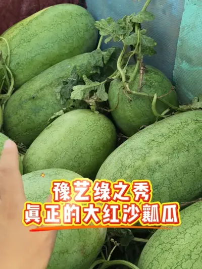 ԥ����֮����ɳȿ��������Ʒ�֣�#ԥ������ #��Ƥ���� #��֮������ #¶������ #���ȿ����