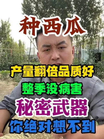 种西瓜产量翻倍品质好整季没病害的秘密武器你绝对想不到 #西瓜种植 #农业种植 #种植小技巧 #传播农业小知识 #分享农业知识帮农民增产增收