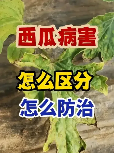 西瓜病害怎么区分怎么防治 #西瓜种植 #西瓜种植技术 #种植小技巧 #传播农业小知识