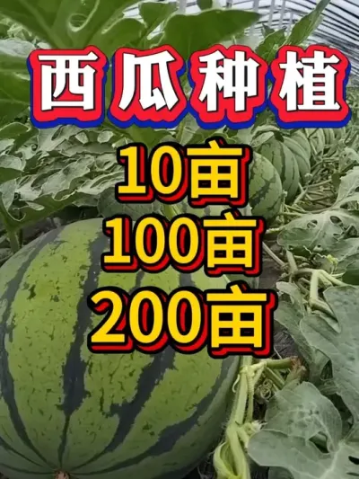 ����ݪֲ #������  #����ݪֲ #����ݪֲ #����ݪֲ #����ݪֲ #�������� #8424����