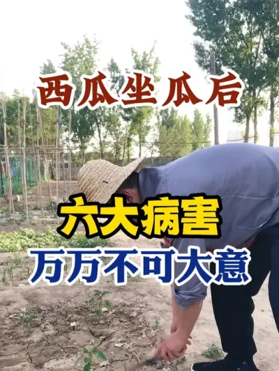 西瓜坐瓜后六大病害万万不可大意 #西瓜种植 #农业种植 #种植小技巧 #传播农业小知识 #分享农业知识帮农民增产增收