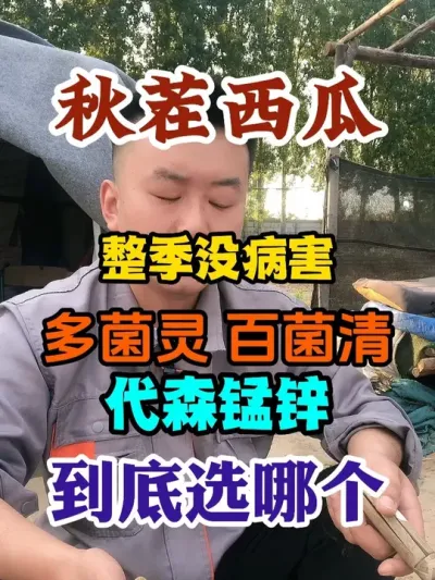 秋茬西瓜想要整季没病害多菌灵百菌清代森锰锌到底选哪个 #西瓜种植 #农业种植 #种植小技巧 #传播农业小知识 #分享农业知识帮农民增产增收