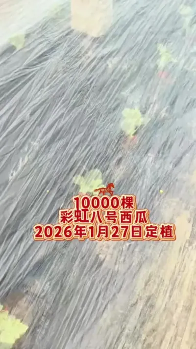 10000�òʺ�˺����϶�ֲ�����4��26��ɽ���ĳ�ݷ���ֳ���Ħ����������ǰ������Ʒ����#�ʺ�˺� #�ʺ����� #ԥ������ #���������