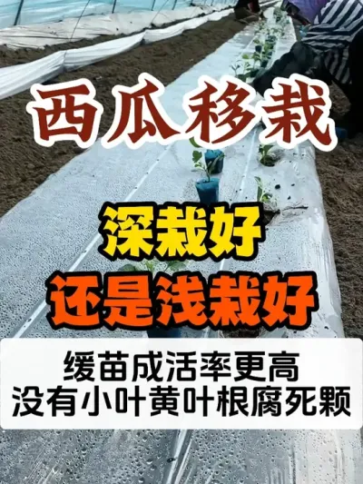 �����������Ժ��վ�ǳ�Ժ��������Ժ��վ��������Գɻ��ʸ� #����ݪֲ #����ݪֲ���� #ݪֲС���� #����ũҵС֪ʶ