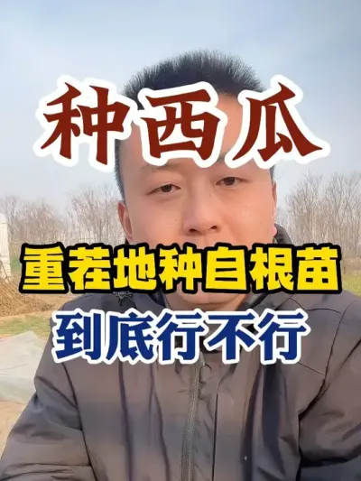 种西瓜重茬地种自根苗到底行不行 #西瓜种植 #西瓜种植技术 #传播农业小知识 #种植小技巧