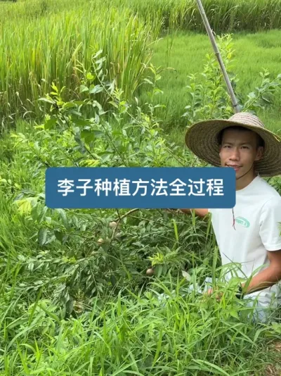 ��ʱһ��롢��ݪֲ���ջ������ӵ�ݪֲҪ���������� #�ҵ��������� #��ũ #���� #��ũ������2025