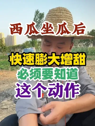 西瓜做瓜后快速膨大增甜一定要知道这个动作 #西瓜种植 #农业种植 #种植小技巧 #传播农业小知识 #分享农业知识帮农民增产增收