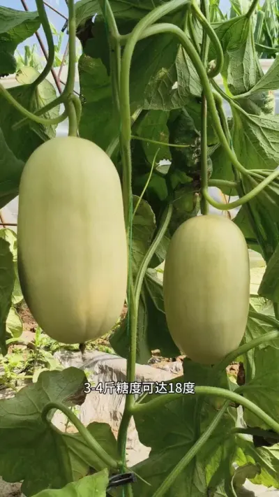 ԥ��������һ����������������Ʒ����һ��ֵǧ��#ԥ��� #ԥ����� #��Ƥ��� #��� #���