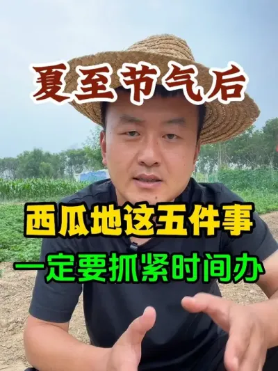 夏至节气之后西瓜地这五件事一定要抓紧时间办 #西瓜种植 #农业种植 #种植小技巧 #传播农业小知识 #分享农业知识帮农民增产增收
