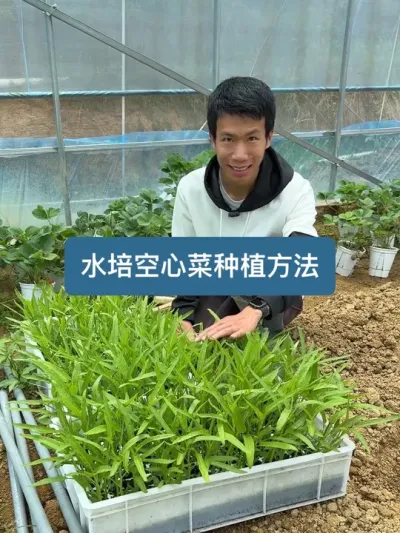 如何种植水培蔬菜，家庭版水培空心菜种植方法全过程 #在家种菜 #新农人计划2025 #种植小技巧
