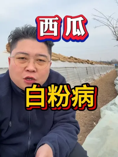 西瓜白粉病 #种西瓜  #西瓜种植 #大棚种植  #麒麟西瓜#8424西瓜 #番茄种植  #辣椒种植