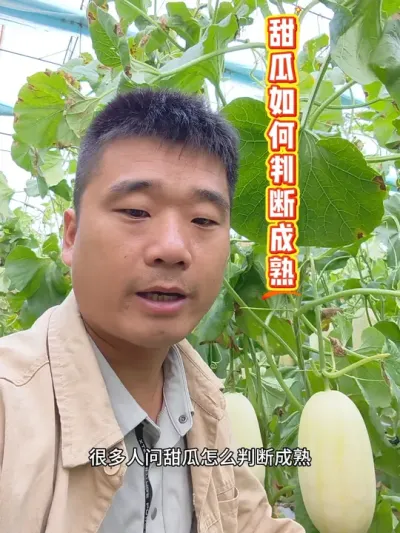 ��������жϳ��������֪������#��ϳ��� #ԥ���#��Ƥ��� #����������ũ������ #���