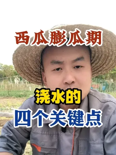 西瓜膨瓜期浇水的四个关键点 #西瓜种植 #农业种植 #种植小技巧 #传播农业小知识 #分享农业知识帮农民增产增收