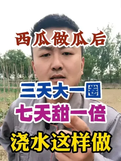 西瓜做瓜后这样浇水三天瓜大一圈七天瓜甜一倍 #西瓜种植 #农业种植 #种植小技巧 #传播农业小知识 #分享农业知识帮农民增产增收