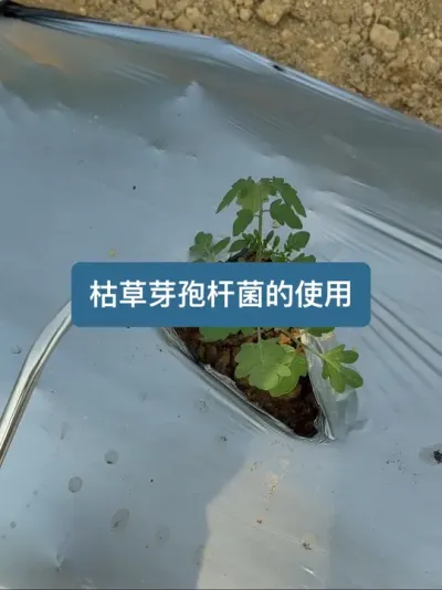 枯草芽孢杆菌的使用方法 #新农人计划2025 #种植小技巧