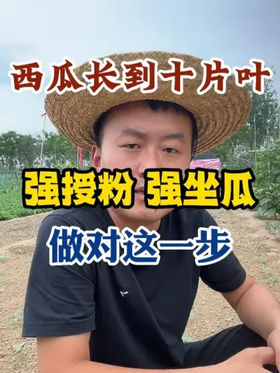 西瓜长到十片叶强授粉强坐瓜一定要做好这一步 #西瓜种植 #农业种植 #种植小技巧 #传播农业小知识 #分享农业知识帮农民增产增收