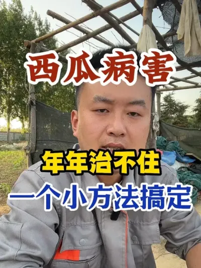 西瓜病害年年治不住一个小方法轻松搞定 #西瓜种植 #农业种植 #种植小技巧 #传播农业小知识 #分享农业知识帮农民增产增收
