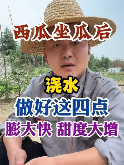 西瓜坐瓜后浇水做好这四点膨大快甜度大增 #西瓜种植 #农业种植 #种植小技巧 #传播农业小知识 #分享农业知识帮农民增产增收