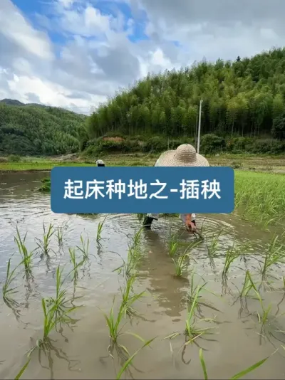 起床种地了！今天的任务是【《插秧》 #插秧的季节 #新农人计划2025