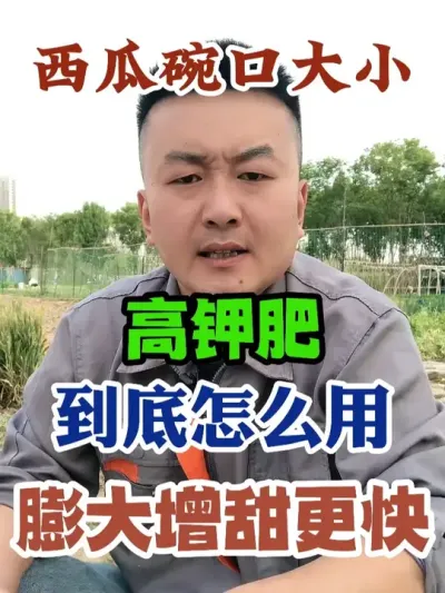 西瓜碗口大小高钾肥到底怎么用膨大增甜更快 #西瓜种植 #农业种植 #种植小技巧 #传播农业小知识 #分享农业知识帮农民增产增收