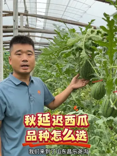 ���ӳ�����Ʒ����ô�������＾�ֳ��������Ϻʹ���Ʒ��һ���ó�����ԥ��K208������Ը�Գ�����ϴ�ζ��ѡK208#ԥ��K208 #�＾���� #ԥ������ #��������