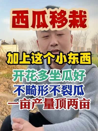 西瓜移栽用上它开花多坐瓜好不畸形不裂瓜一亩产量顶两亩 #西瓜种植 #西瓜种植技术 #种植小技巧 #传播农业小知识