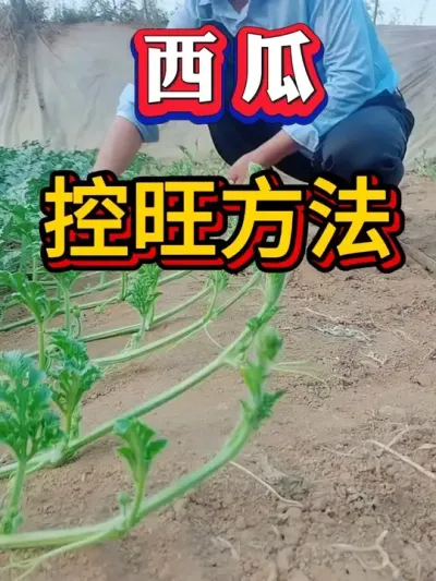 西瓜控旺方法 #种西瓜 #西瓜种植 #大棚种植 #番茄种植  #辣椒种植 #麒麟西瓜 #8424西瓜