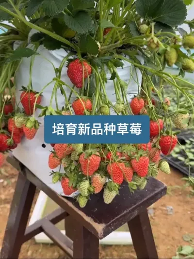 历时一年，如何培育一个新的草莓品种【完整版】 #草莓 #种植小技巧