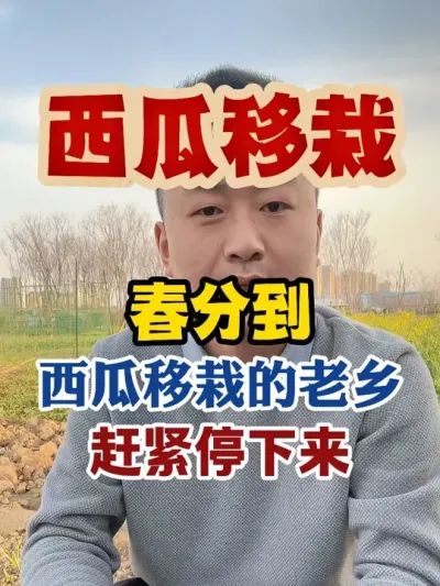 春分到正在西瓜移栽的老乡赶紧停下来 #西瓜种植 #西瓜种植技术 #种植小技巧 #传播农业小知识