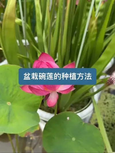 盆栽碗莲的种植方法 #夏日荷花 #碗莲
