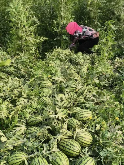 ԥ�ղʺ�˺���������ÿС��˽�Ҷ��������ݵĳԵ�������ζ�����ϣ�#�ʺ����� #�ʺ�˺� #ԥ������ #��������� #��������