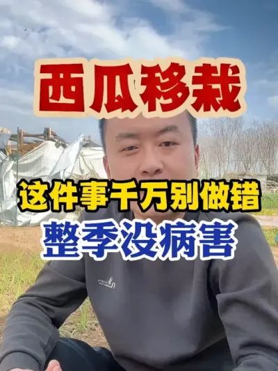 西瓜移栽作对这件事整季没病害 #西瓜种植 #西瓜种植技术 #种植小技巧 #传播农业小知识