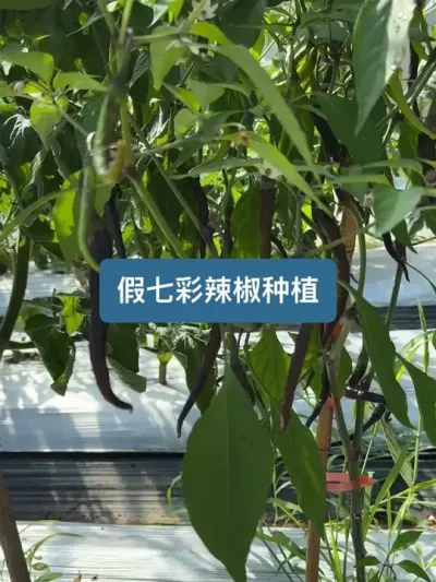 ��ʱ��������10�������������߲�����ݪֲҪ�� #��ũ #ݪֲС���� #���� #��ũ������2025