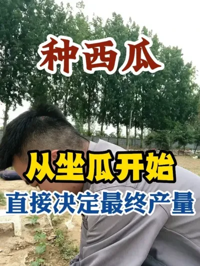 种西瓜从坐瓜开始直接决定最终的产量 #西瓜种植 #农业种植 #种植小技巧 #传播农业小知识 #分享农业知识帮农民增产增收