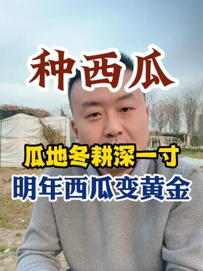 西瓜冬耕深一寸明年西瓜变黄金 #西瓜种植 #种植小技巧 #西瓜种植技术 #传播农业小知识