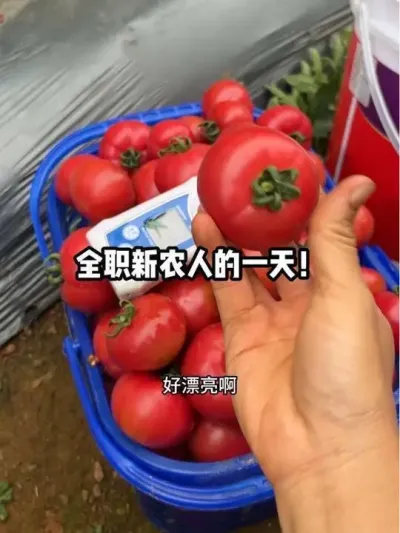 又是好忙的一天#新农人 #我的乡村生活 #真人版星露谷