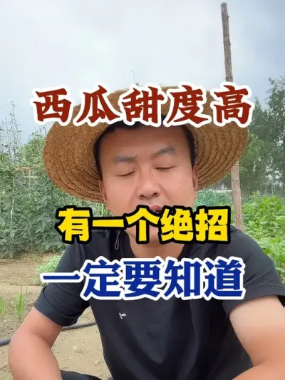 西瓜想要甜度高有一个绝招一定要知道 #西瓜种植 #农业种植 #种植小技巧 #传播农业小知识 #分享农业知识帮农民增产增收